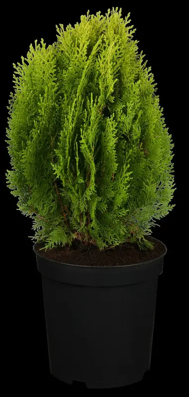 thuja or. 'aurea nana' (25- 30 C cm) - afbeelding 4