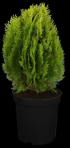 thuja or. 'aurea nana' (25- 30 C cm) - afbeelding 4