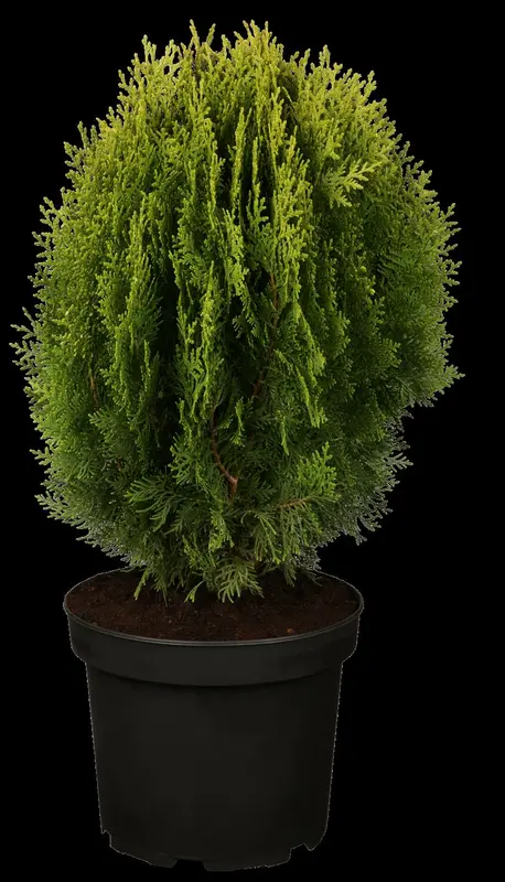 thuja or. 'aurea nana' (25- 30 C cm) - afbeelding 3