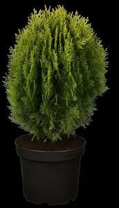 thuja or. 'aurea nana' (25- 30 C cm) - afbeelding 3