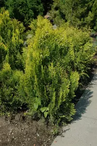 thuja or. 'aurea nana' (25- 30 C cm) - afbeelding 5