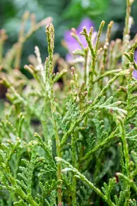 Thuja or. 'Franky Boy' 40- 50 C7,5 - afbeelding 4