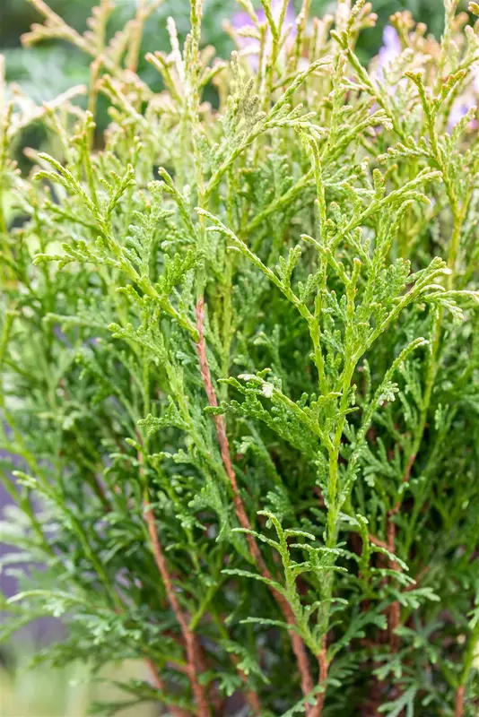 Thuja or. 'Franky Boy' 40- 50 C7,5 - afbeelding 3