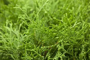 Thuja or. 'Franky Boy' 40- 50   C7,5 - afbeelding 1
