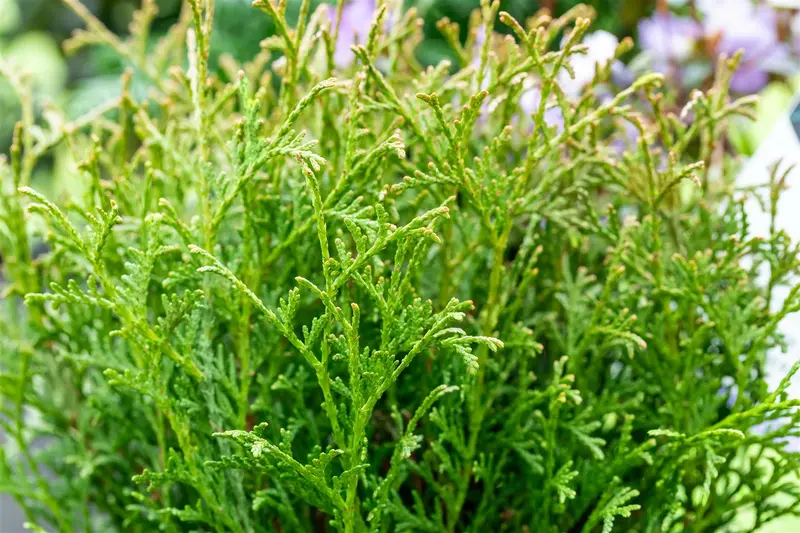 Thuja or. 'Franky Boy' 40- 50 C7,5 - afbeelding 2