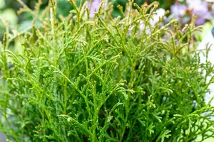 Thuja or. 'Franky Boy' 40- 50 C7,5 - afbeelding 2