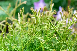 Thuja or. 'Franky Boy' 40- 50 C7,5 - afbeelding 5