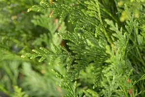 Thuja plic. 'Atrovirens' 125-150   C12 - afbeelding 2