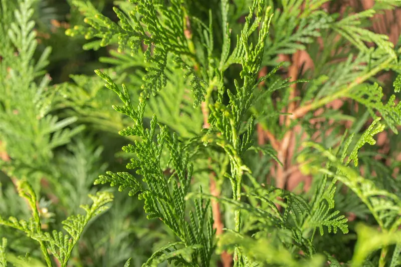Thuja plic. 'Atrovirens' 250-300   KLUIT - afbeelding 1