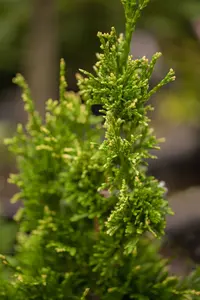 thuja plic. 'can-can' (20- 30 C cm) - afbeelding 3