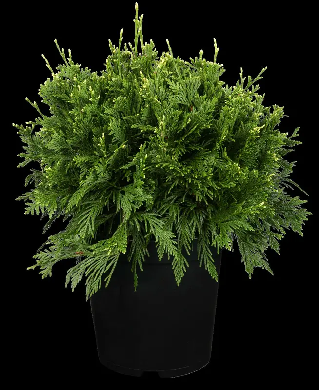 thuja plic. 'can-can' (20- 30 C cm) - afbeelding 2