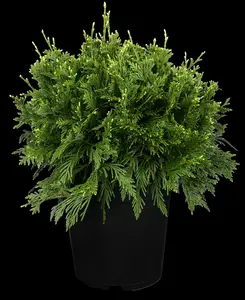 thuja plic. 'can-can' (20- 30 C cm) - afbeelding 2