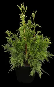 thuja plic. 'can-can' (20- 30 C cm) - afbeelding 3