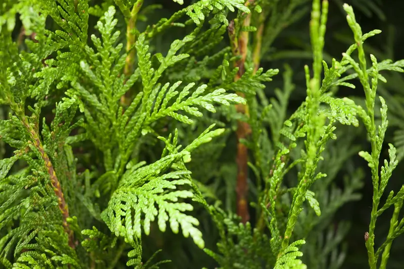 Thuja plic. 'Martin' 200X100X40 QUICKHEDGE