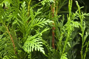 Thuja plic. 'Martin' 80-100   C