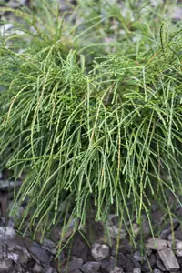 Thuja plic. 'Whipcord' 40- 50   C11 - afbeelding 2