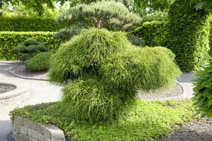 Thuja plic. 'Whipcord' 40- 50   C7,5 - afbeelding 4