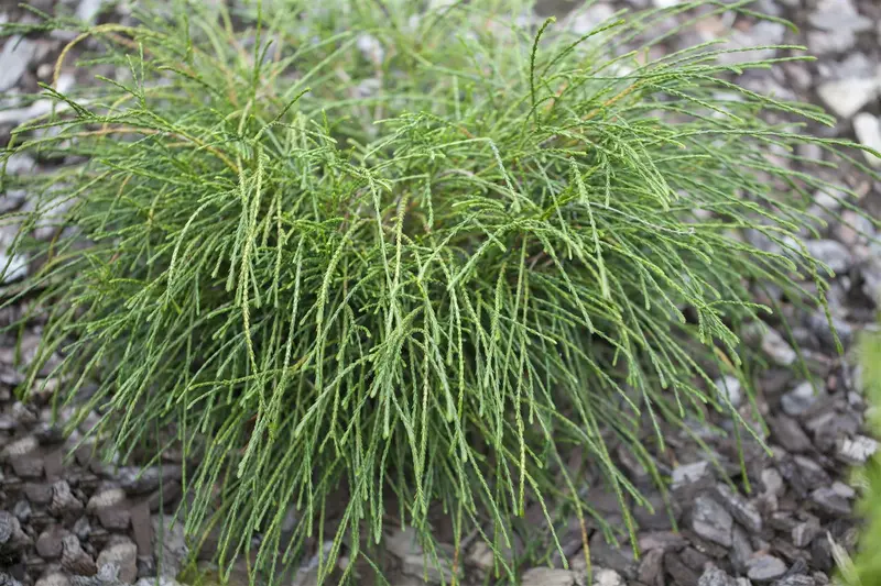 Thuja plic. 'Whipcord' STAM/ 60 C7,5 - afbeelding 5