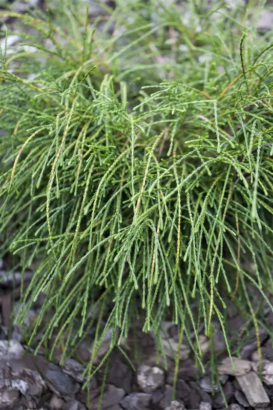 Thuja plic. 'Whipcord' STAM/ 70 C18 - afbeelding 2