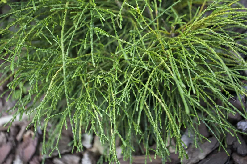 Thuja plic. 'Whipcord' STAM/ 70 C18 - afbeelding 1
