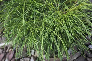 Thuja plic. 'Whipcord' STAM/ 70 C18