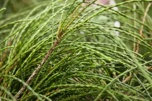 Thuja plic. 'Whipcord' STAM/ 70 C18 - afbeelding 3