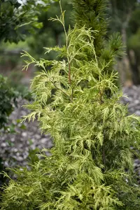 Zebrina