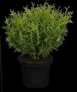 thujopsis dol. 'nana' (100-120 cm) - afbeelding 2