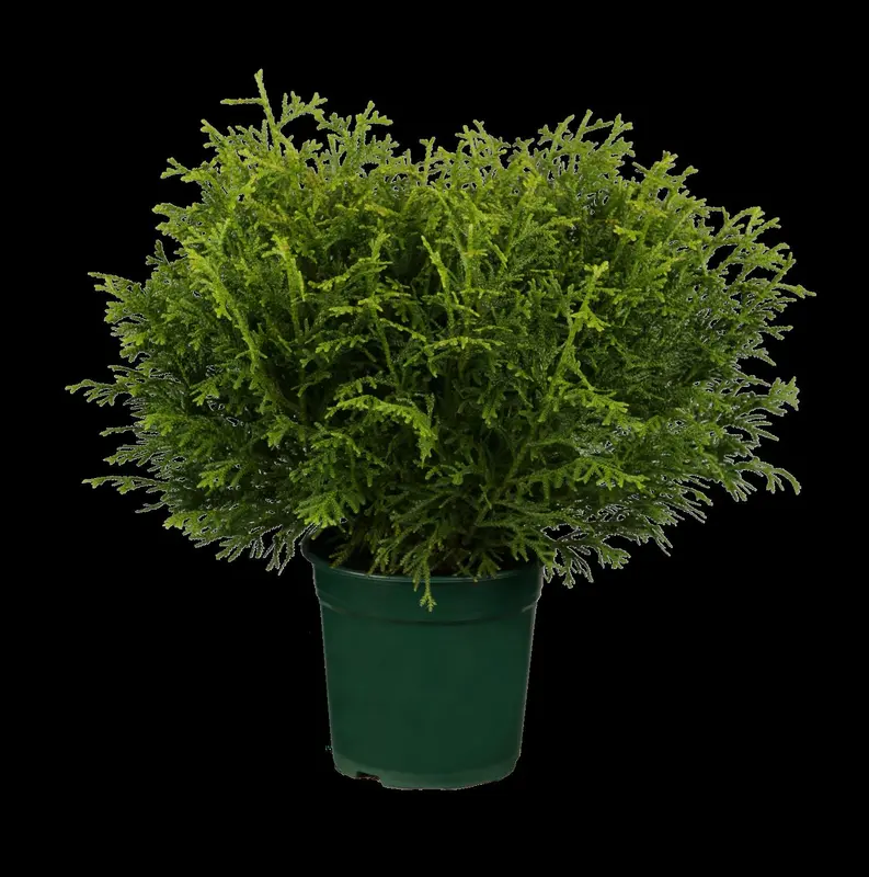 thujopsis dol. 'nana' (100-120 cm) - afbeelding 1