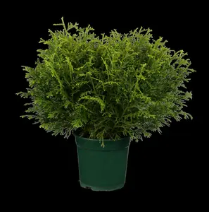 thujopsis dol. 'nana' (100-120 cm) - afbeelding 5