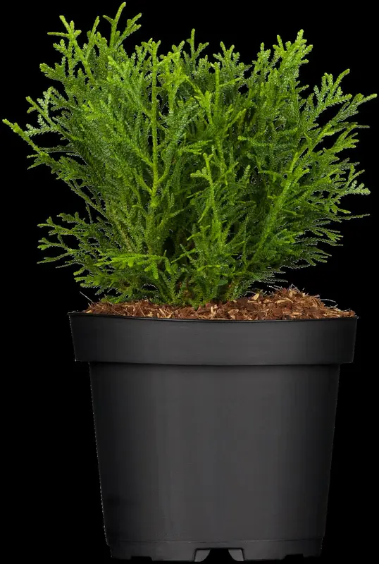 thujopsis dol. 'nana' (20- 25 C cm) - afbeelding 3