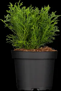 thujopsis dol. 'nana' (20- 25 C cm) - afbeelding 3