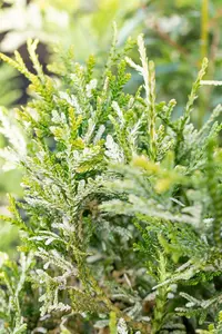 Thujopsis dol. 'Variegata' 40- 50   C7,5 - afbeelding 2