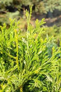 Thujopsis dol. 'Variegata' 40- 50   C7,5 - afbeelding 4