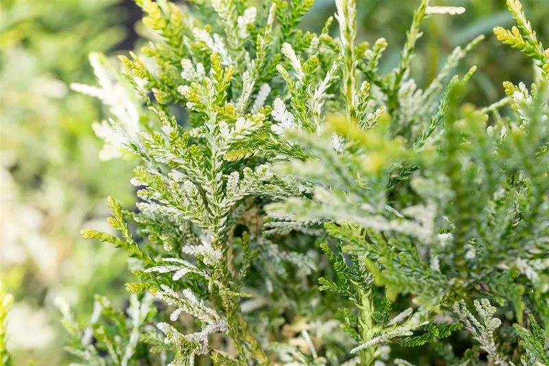 Thujopsis dol. 'Variegata' 40- 50   C7,5 - afbeelding 1