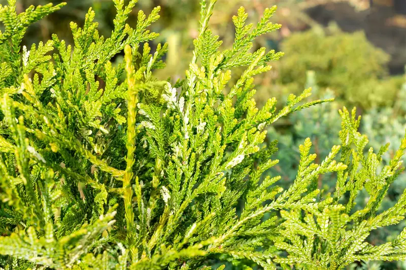 Thujopsis dol. 'Variegata' 40- 50   C7,5 - afbeelding 3