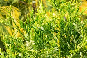 Thujopsis dol. 'Variegata' 40- 50   C7,5 - afbeelding 5