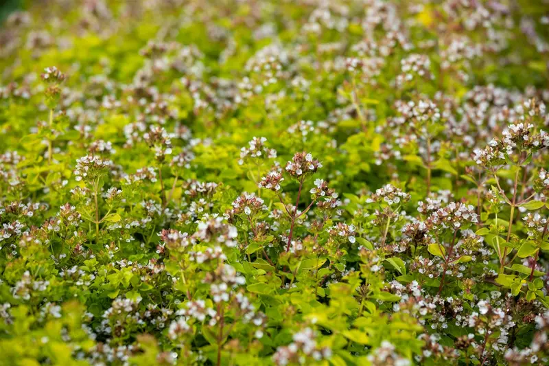 origanum vulg. 'thumble's variety' P9 - afbeelding 1