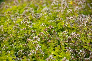 origanum vulg. 'thumble's variety' P9 - afbeelding 3