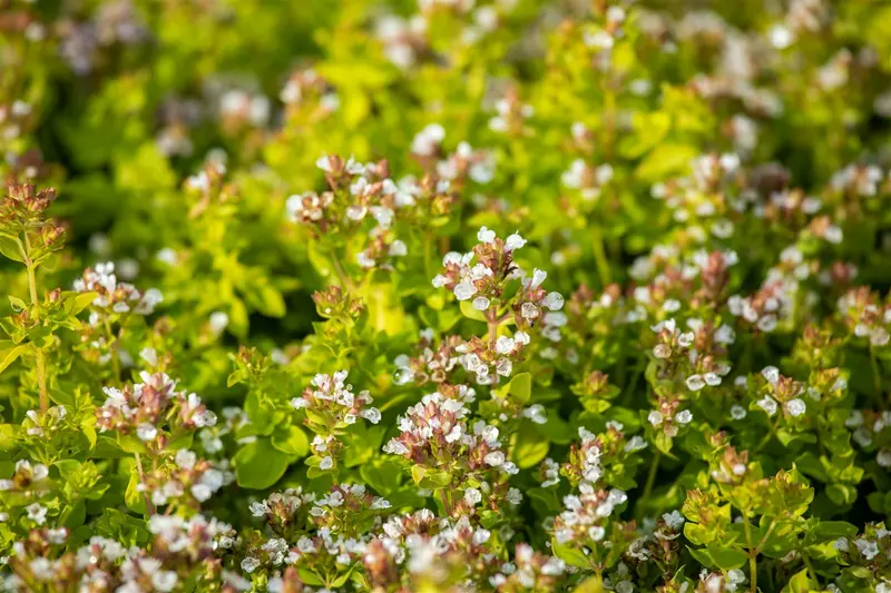 origanum vulg. 'thumble's variety' P9 - afbeelding 2