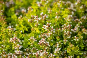 origanum vulg. 'thumble's variety' P9 - afbeelding 2