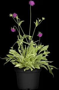 knautia mac. 'thunder and lightning'® P9 - afbeelding 2