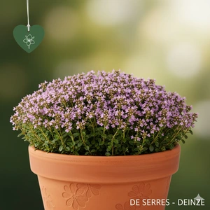 Thymus serpyllum 'Elfin' P9