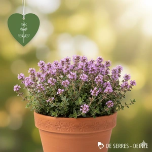 Thymus longicaulis P9