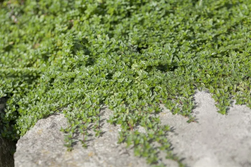 Thymus praecox 'Creeping Red' P9 - afbeelding 2