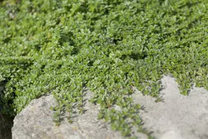 Thymus praecox 'Creeping Red' P9 - afbeelding 2