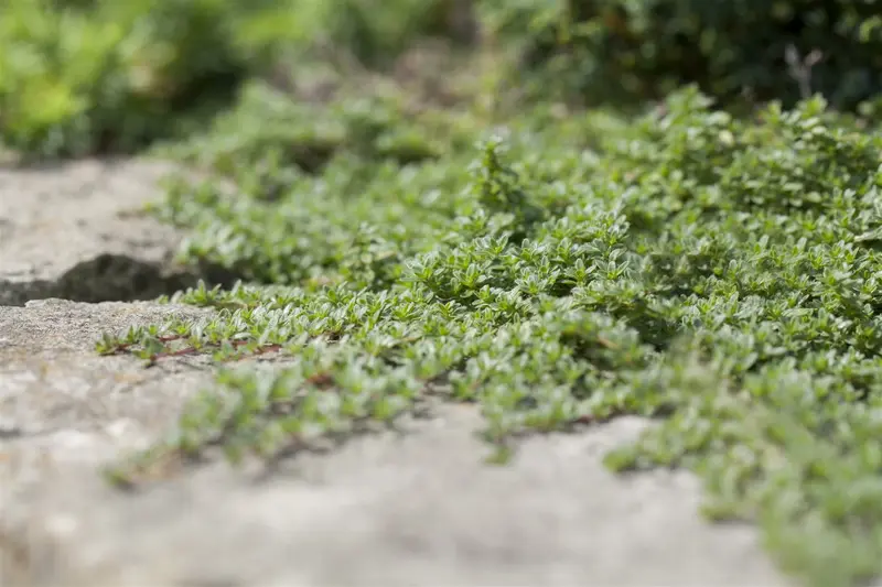 Thymus praecox 'Pink Chinz' P9 - afbeelding 1