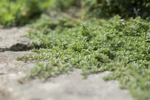 Thymus praecox 'Pink Chinz' P9 - afbeelding 1