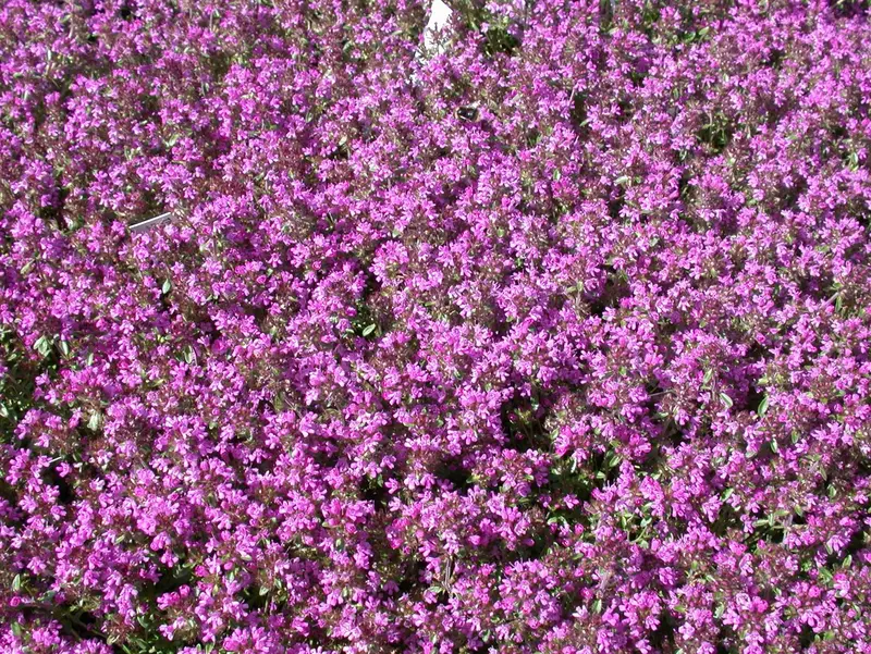 Thymus serpyllum 'Magic Carpet' P9