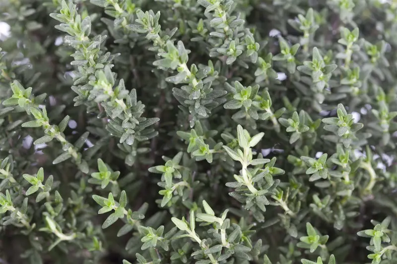 Thymus vulg. 'White' P9 - afbeelding 1
